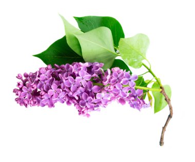 Taze leylak çiçekleri