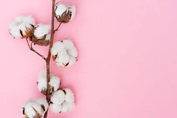 Rama de algodón crudo —  Fotos de Stock