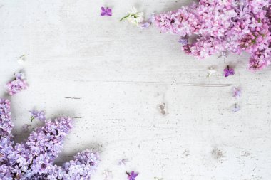 Taze leylak çiçekleri