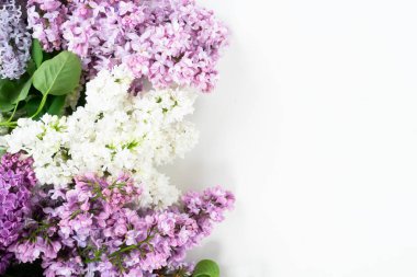 Taze leylak çiçekleri