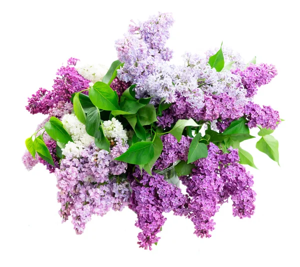 Fresh lilac flowers — Stock Photo, Image