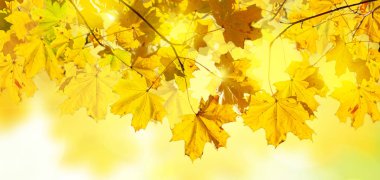 sonbahar yaprakları yeşil çim ile