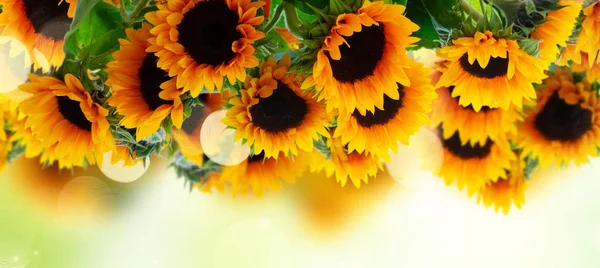 Dahlie und Sonnenblumen — Stockfoto