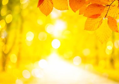 Titrek sonbahar yaprakları