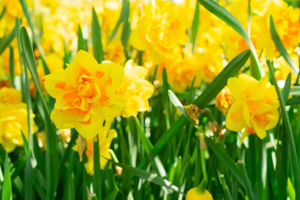 Blooming yelow daffodils — Stock Photo, Image