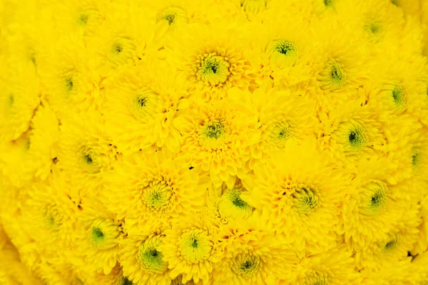 Flores naturais fundo — Fotografia de Stock