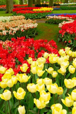 Çiçekli taze çimen