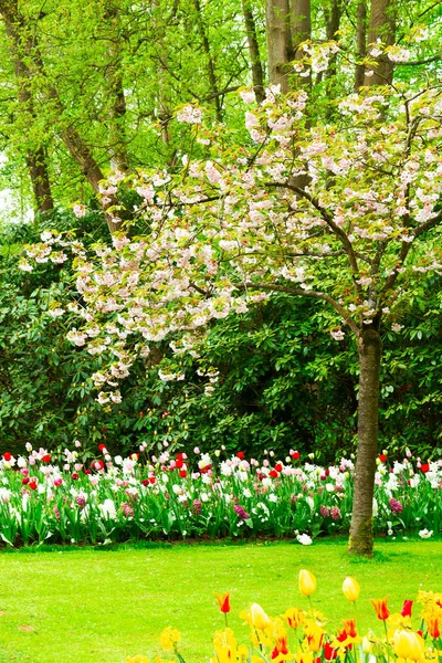 Jardim de primavera formal — Fotografia de Stock