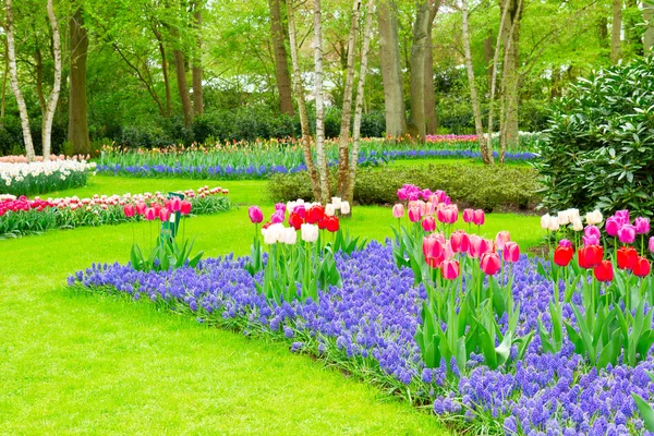 꽃이 핀 싱싱 한 잔디 — 스톡 사진