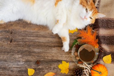 Tembel kedi sonbahar ekose üzerinde uyuyor