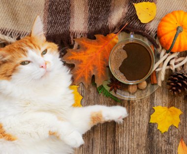 Tembel kedi sonbahar ekose üzerinde uyuyor