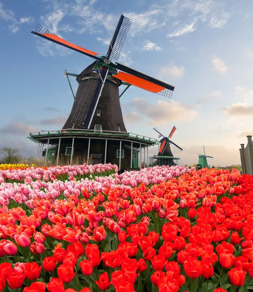 オランダの風車 — ストック写真