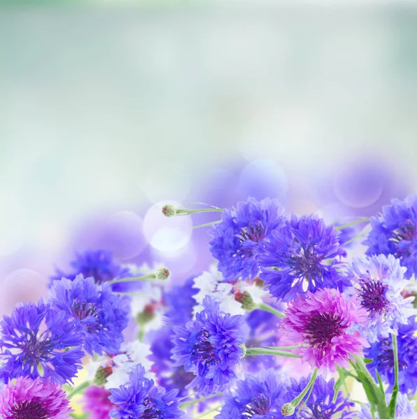 Blue cornflowers flowers — Stock Photo, Image