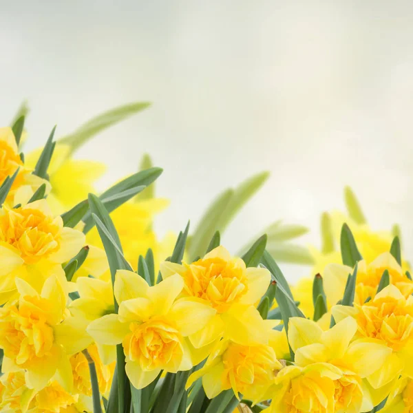 Spring narcissus garden — Stock Photo, Image