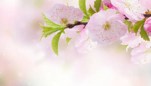 Blühender rosa Baum Blumen — Stockfoto