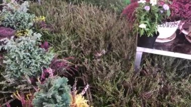 Heather Bahçe Merkezi