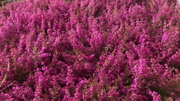 Heather in garden center — Stock Video