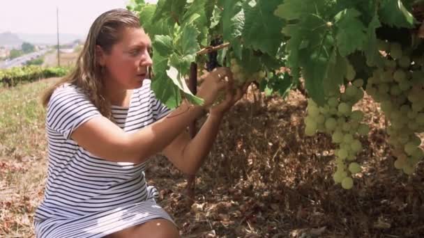 Vineyard with red grape — Stock Video