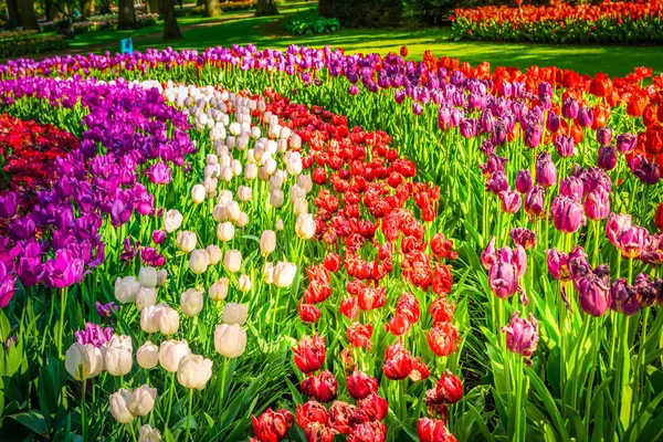꽃이 핀 싱싱 한 잔디 — 스톡 사진