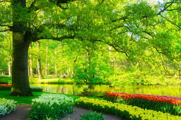 Césped Fresco Primavera Con Flores Florecientes Bajo Árbol Verde Jardín — Foto de Stock