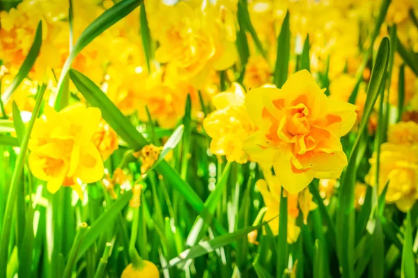 Blomstrande gula påskliljor — Stockfoto