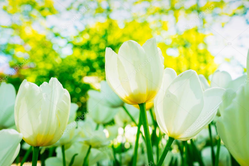 Tulips garden flowerbed