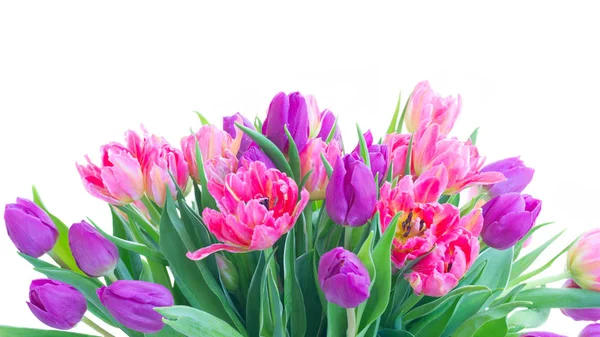 Rosa frische Tulpen — Stockfoto