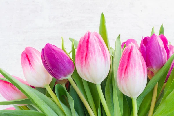 Roze verse tulpen — Stockfoto