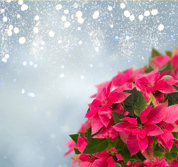 Rosa Julstjärna Blomma Eller Jul Stjärna Bluebokeh Bakgrund — Stockfoto