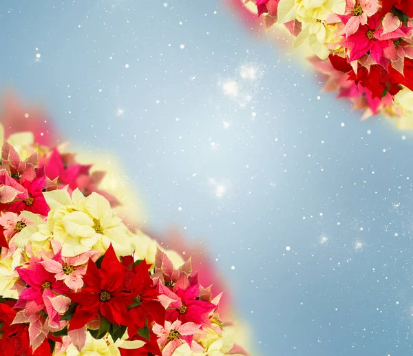 ピンクのポインセチアの花やクリスマスの星のフレーム — ストック写真