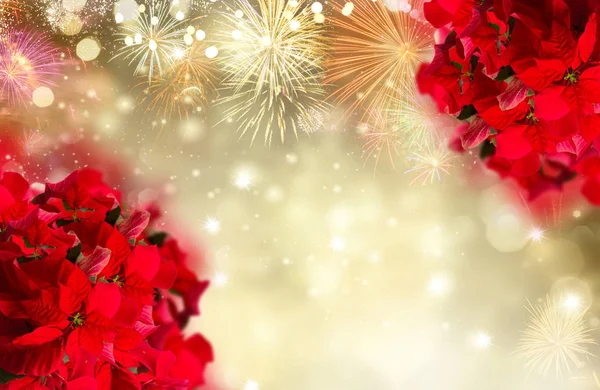 緋色のポインセチアの花やクリスマススター — ストック写真