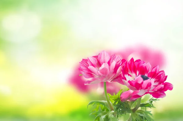Flores de anémona rosa — Foto de Stock