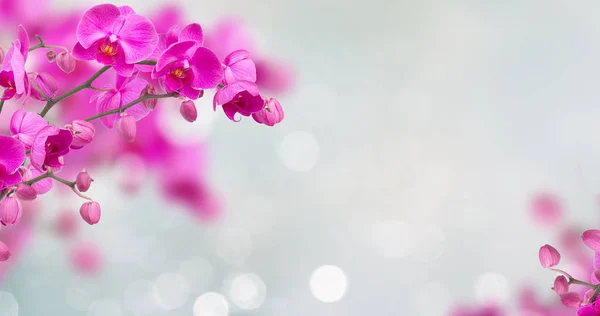 Fiori di orchidea viola con farfalle — Foto Stock