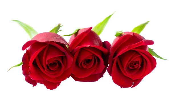 Červeně kvetoucí růže — Stock fotografie