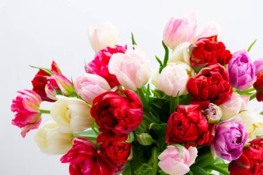 Taze lale çiçekleri