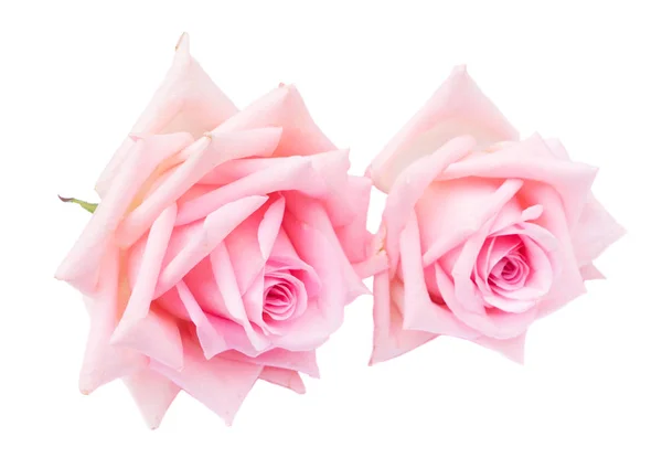 Pink blooming roses — Stock Photo, Image