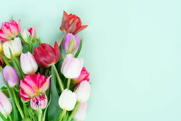 Verse tulpen bloemen — Stockfoto