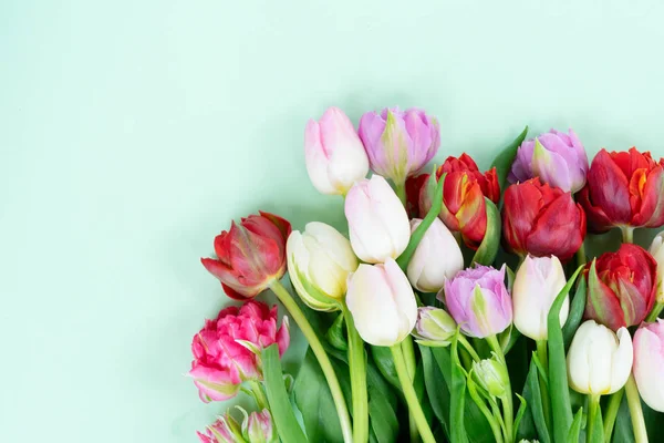 Fresh tulips flowers — Stock Photo, Image