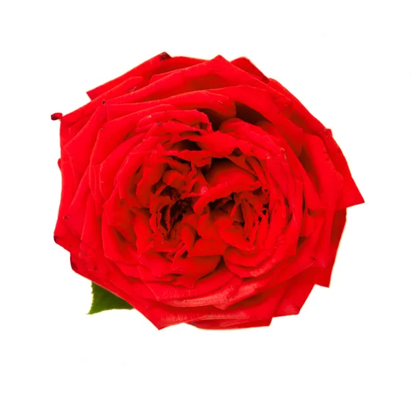 Red blooming roses — Stock Photo, Image