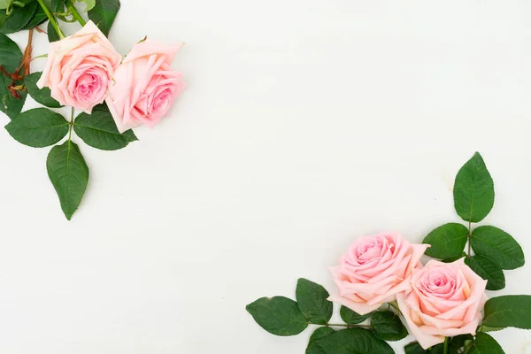 Fresh rose flowers — Stock Photo, Image