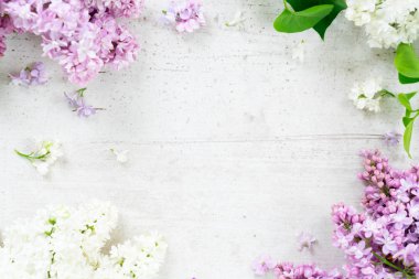 Taze leylak çiçekleri