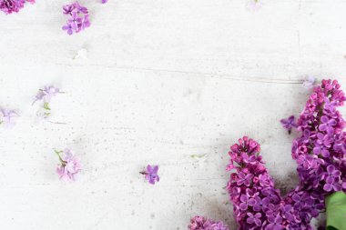 Taze leylak çiçekleri