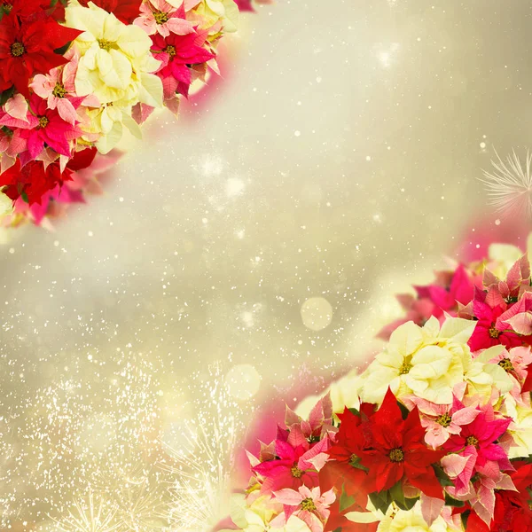 Marco de flor de poinsettia rosa o estrella de Navidad —  Fotos de Stock