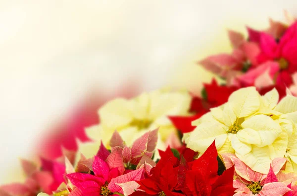 Rám růžové poinsetia květiny nebo vánoční hvězda — Stock fotografie