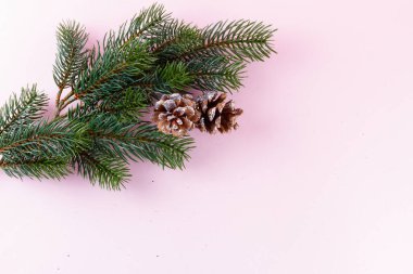 Evergreen twigs pink üzerinde