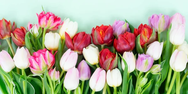 Flores de tulipas frescas — Fotografia de Stock
