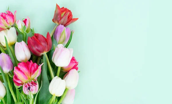 Tulipanes frescos flores — Foto de Stock