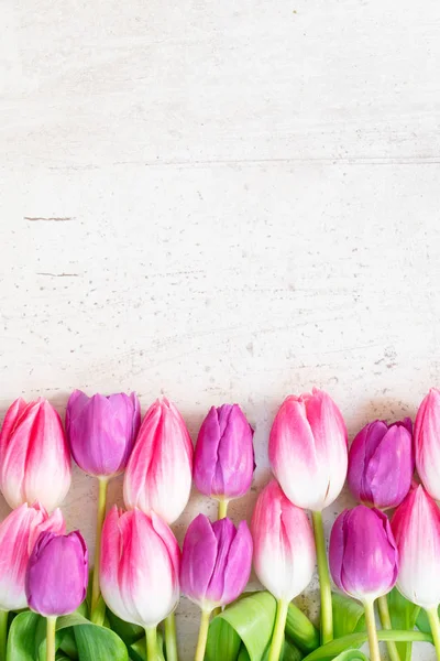 Tulipanes frescos rosados — Foto de Stock