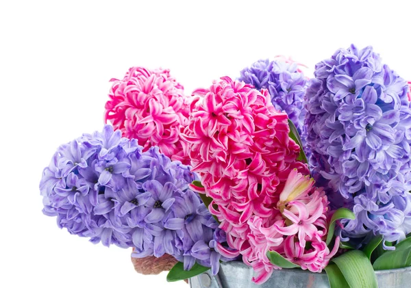 Hyacinth färska blommor — Stockfoto