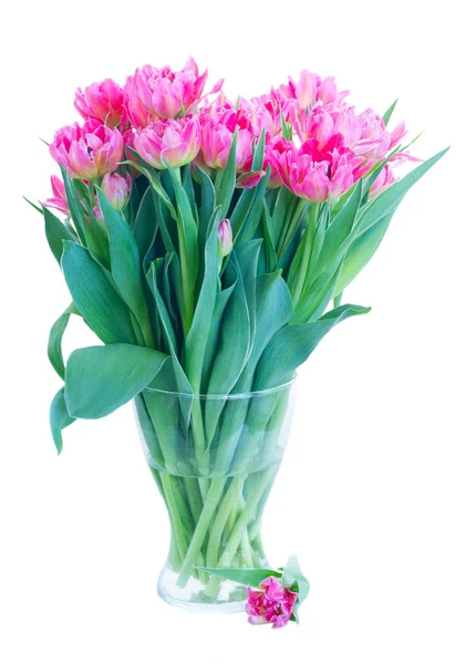 Tulipanes frescos rosados — Foto de Stock